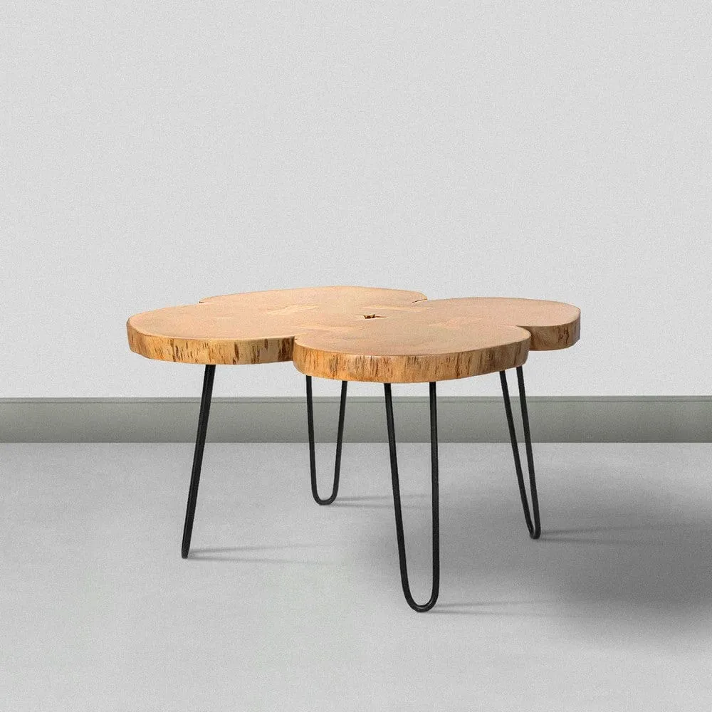 29 Inch Acacia Wood Coffee Table, Live Edge, Quatrefoil Top, Iron Hairpin Legs, Brown and Black By The Urban Port